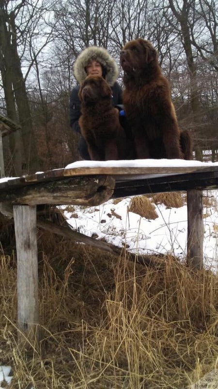 Фото: ньюфаундленд Ньюфорт Овейшен Голди Кнайт