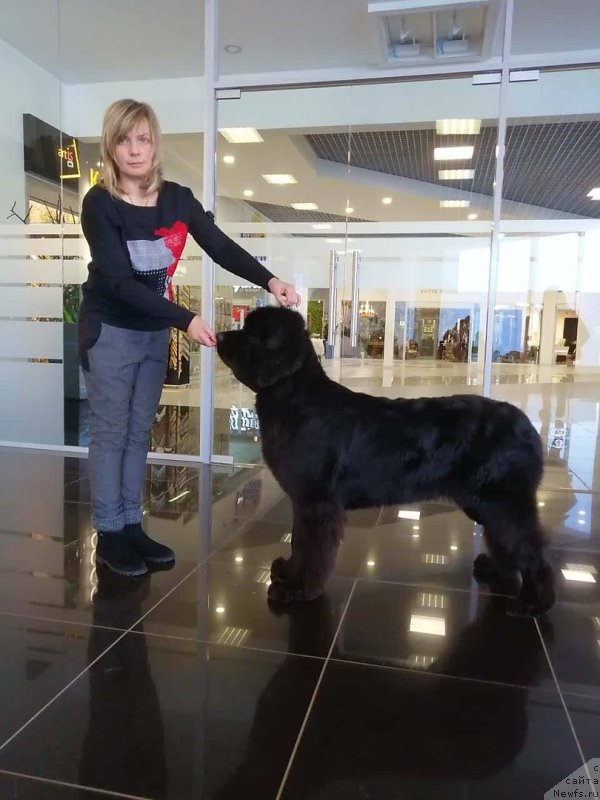 Фото: ньюфаундленд Супер Премиум Экселенс Эксесс (Super Premium Excellent Excess)