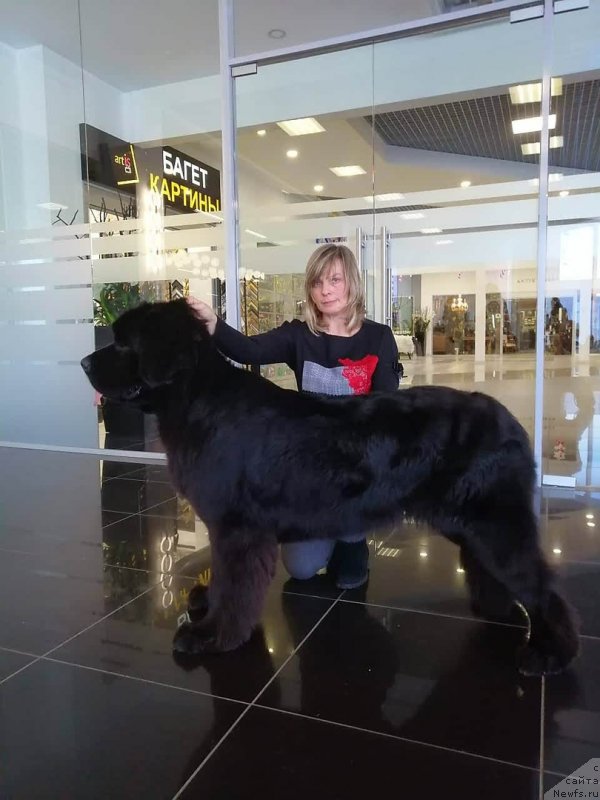 Фото: ньюфаундленд Супер Премиум Экселенс Эксесс (Super Premium Excellent Excess)