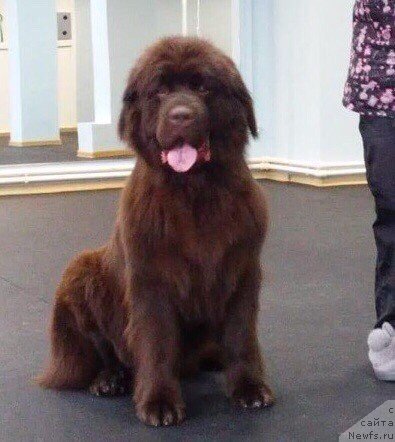 Фото: ньюфаундленд Браунблад МСК Донна Голди