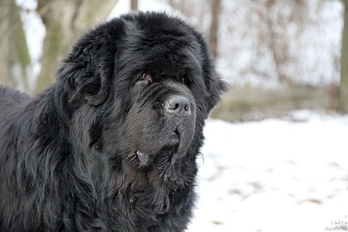 Фотография № 241234