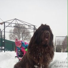 Фото: ньюфаундленд Единственная Моя Ефросинья, ньюфаундленд Единственная Моя Ефросинья