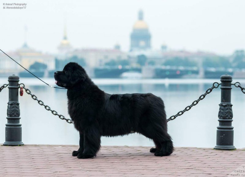 Фото: ньюфаундленд Бегущая по Волнам Браво Брависсимо (Beguschaya po Volnam Bravo Bravissimo)