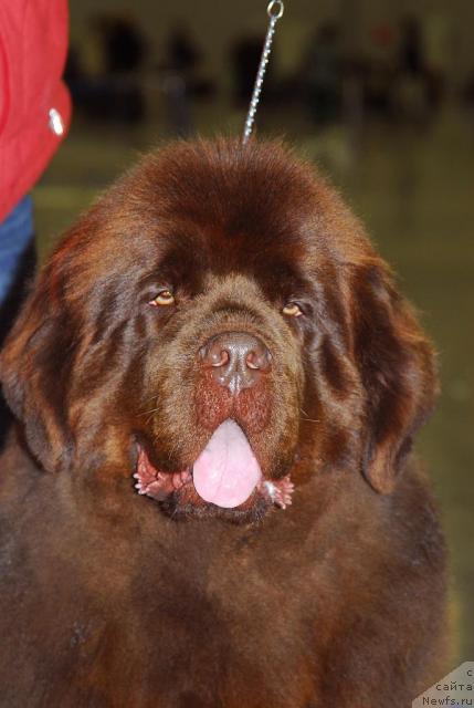 Фото: ньюфаундленд Amazing Grace vom Riesrand