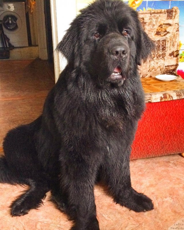 Фото: ньюфаундленд Смигар Аполлон Астерия