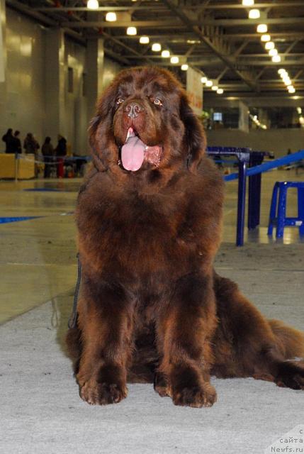 Фото: ньюфаундленд Amazing Grace vom Riesrand