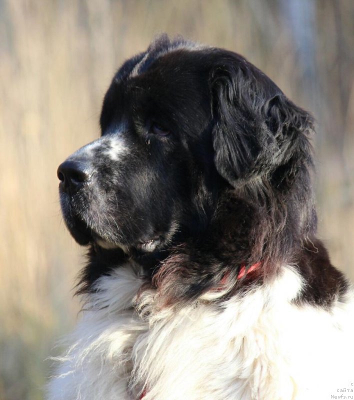 Фото: ньюфаундленд Сент Джонс Исида