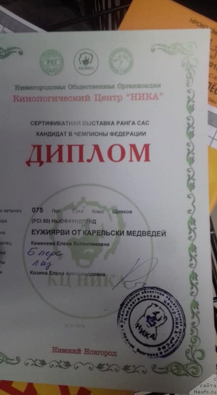 Фото: ньюфаундленд Еужиярви от Карельских Медведей (Euzhiyarvi ot Karelskikh Medvedey)