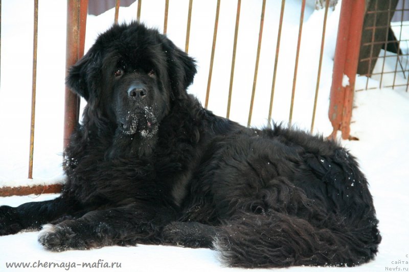 Фото: ньюфаундленд Бегущая по Волнам Роуал Флаш (Beguschaya po Volnam Royal Flash)