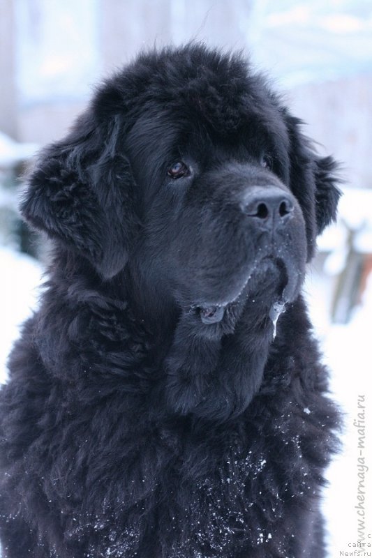 Фото: ньюфаундленд Бегущая по Волнам Роуал Флаш (Beguschaya po Volnam Royal Flash)