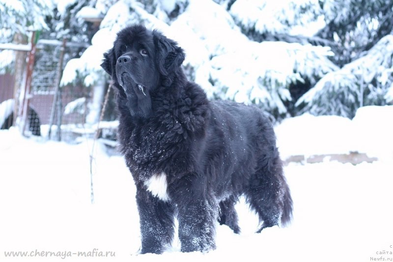 Фото: ньюфаундленд Бегущая по Волнам Роуал Флаш (Beguschaya po Volnam Royal Flash)