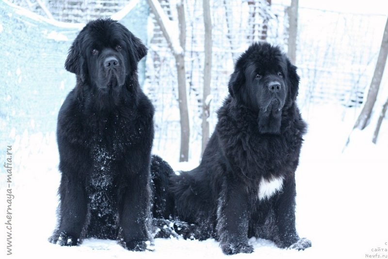 Фото: ньюфаундленд Черная Мафия Бекаусе И Ам Вортх Ит (Chernaya Mafia Because I Am Worth It), ньюфаундленд Бегущая по Волнам Роуал Флаш (Beguschaya po Volnam Royal Flash)