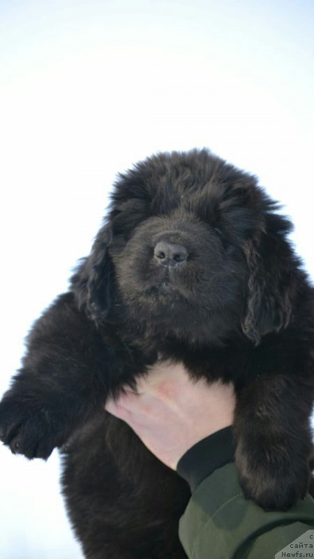 Фото: ньюфаундленд Назар Вятский Медведь (Nazar Vyatskiy Medved), ньюфаундленд Нелли Статная Кокетка