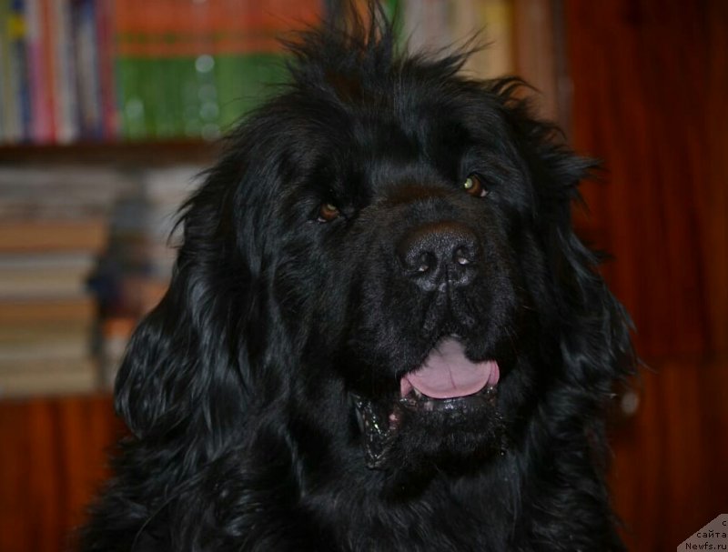 Фото: ньюфаундленд Нелли Статная Кокетка