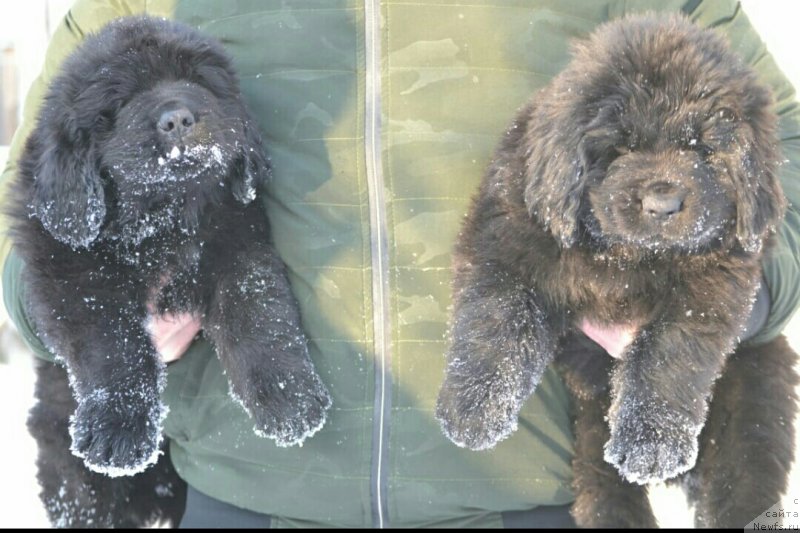 Фото: ньюфаундленд Нелли Статная Кокетка, ньюфаундленд Назар Вятский Медведь (Nazar Vyatskiy Medved)