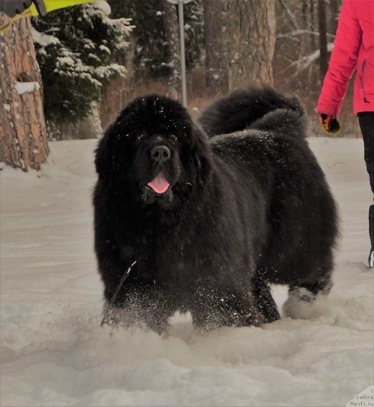 Фото: ньюфаундленд Браунблад МСК Амадей-Дефендер (Brownblood MSK Amadey-Defender)