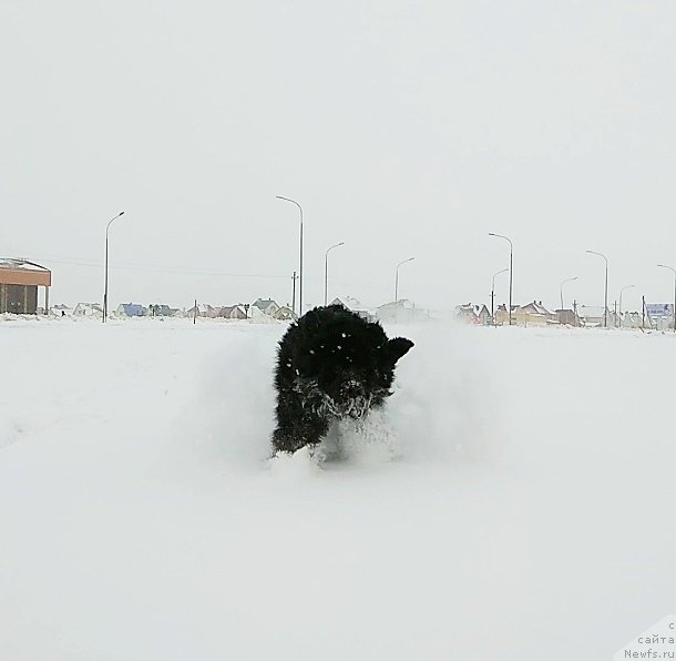 Фотография № 241324