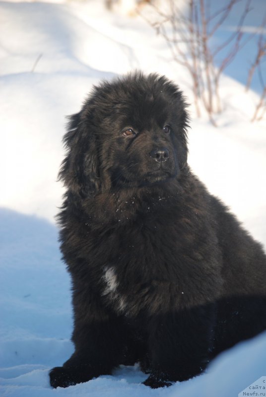 Фото: ньюфаундленд Моя Стихия Стефания