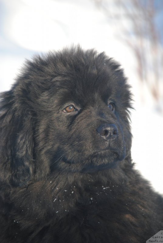 Фото: ньюфаундленд Моя Стихия Стефания