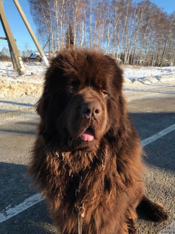 Фото: ньюфаундленд Браунблад  МСК Лион Лаби-Рони (Brownblood MSK Lyon Labi-Roni)