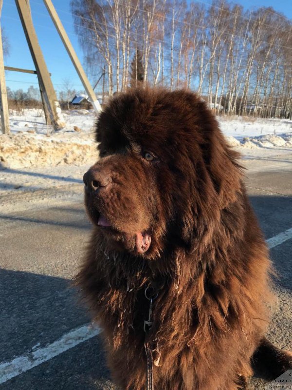 Фото: ньюфаундленд Браунблад  МСК Лион Лаби-Рони (Brownblood MSK Lyon Labi-Roni)
