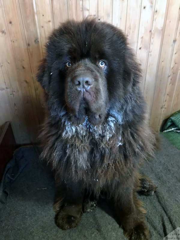 Фото: ньюфаундленд Браунблад  МСК Лион Лаби-Рони (Brownblood MSK Lyon Labi-Roni)