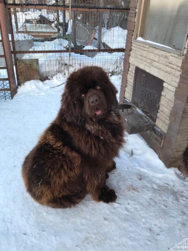 Фото: ньюфаундленд Браунблад  МСК Лион Лаби-Рони (Brownblood MSK Lyon Labi-Roni)