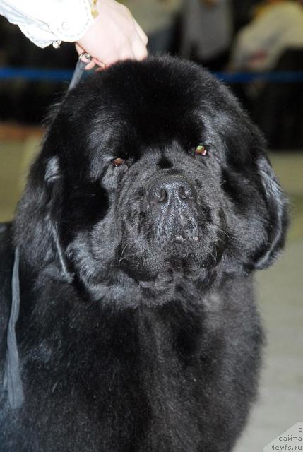 Фото: ньюфаундленд Midnight Lady's Voodoo Priest