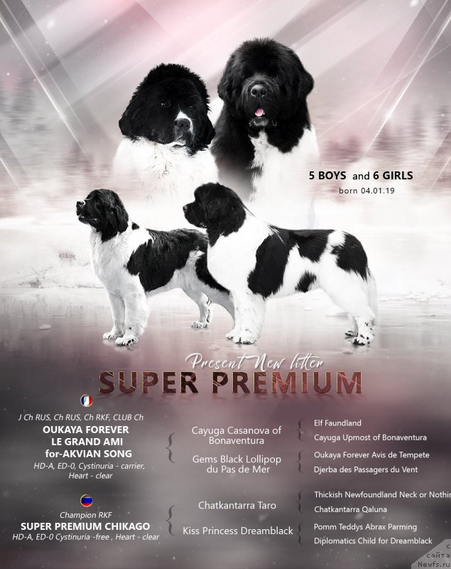 Фото: ньюфаундленд Супер Премиум Чикаго (Super Premium Chicago)