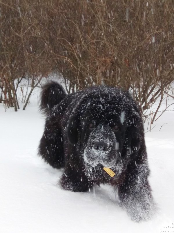 Фото: ньюфаундленд Черный Чанк с Берега Дона (Chernyj Chank s Berega Dona)