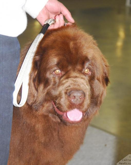 Фото: ньюфаундленд Изабетт