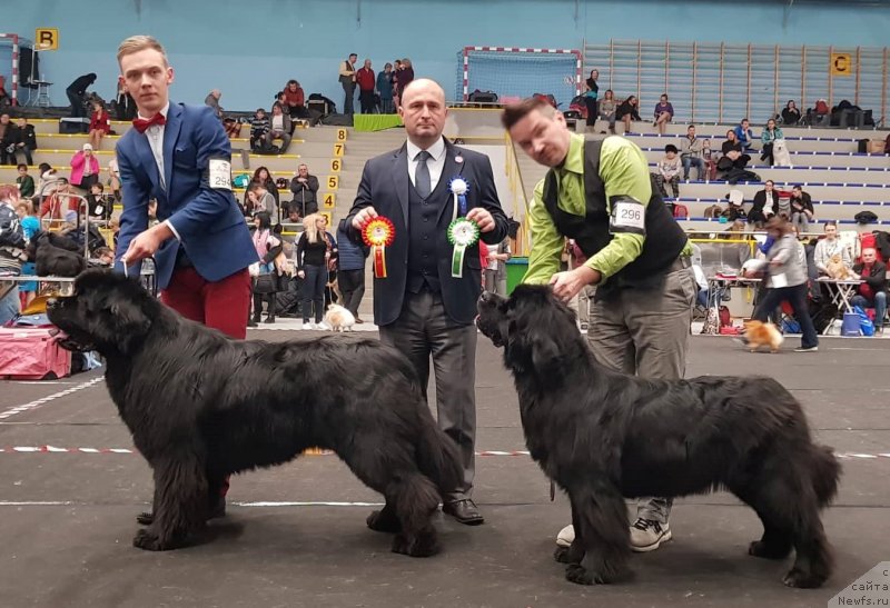 Фото: ньюфаундленд Браунблад МСК Амадей-Дефендер (Brownblood MSK Amadey-Defender)