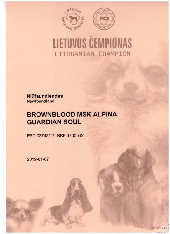 Фото: ньюфаундленд Браунблад МСК Альпина Гуардиан Соул (Brownblood MSK Alpina Guardian Soul)