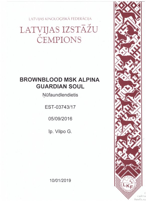 Фото: ньюфаундленд Браунблад МСК Альпина Гуардиан Соул (Brownblood MSK Alpina Guardian Soul)