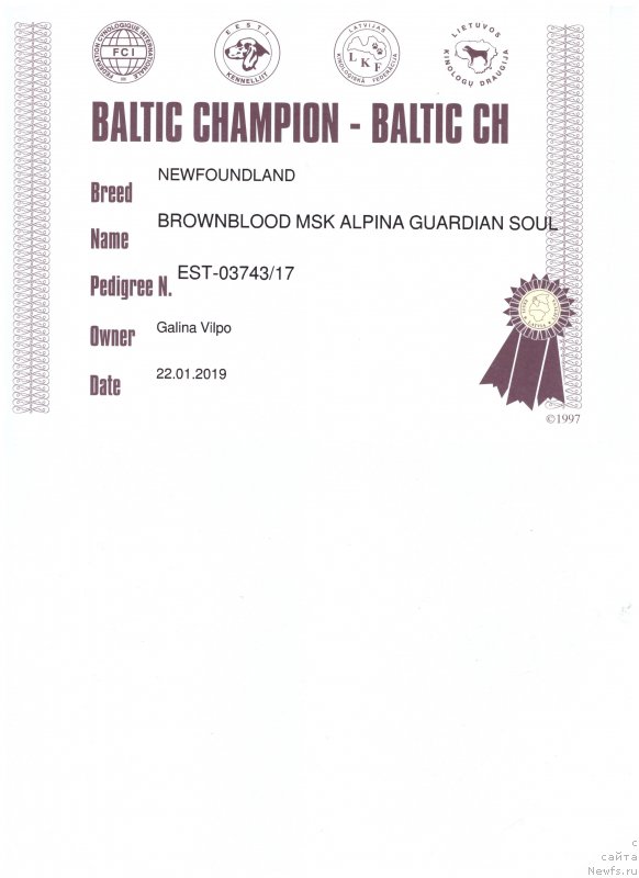 Фото: ньюфаундленд Браунблад МСК Альпина Гуардиан Соул (Brownblood MSK Alpina Guardian Soul)