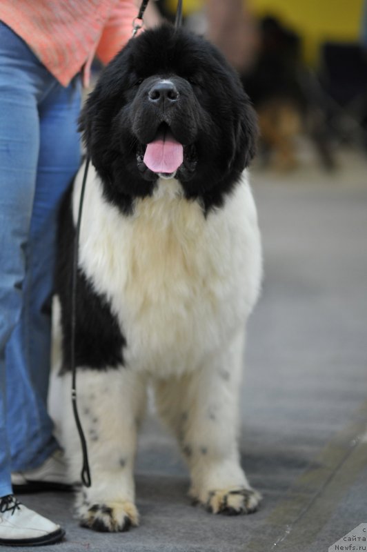 Фотография № 241383