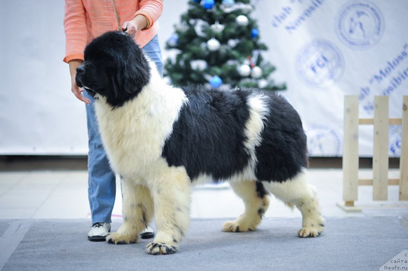 Фотография № 241385