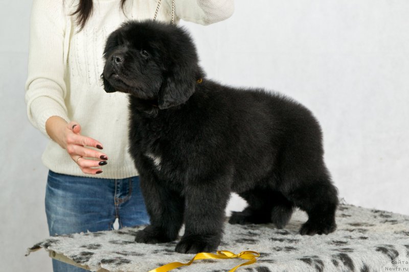 Фото: ньюфаундленд Океан Мечты Амбассадор (Okean Mechty Ambassador)