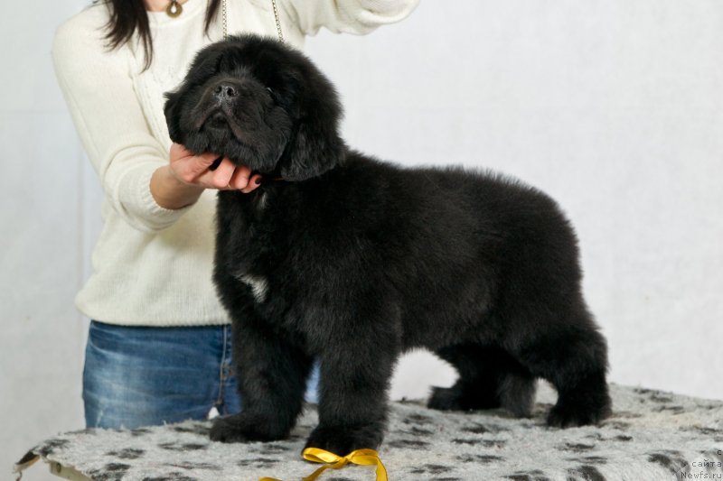 Фото: ньюфаундленд Океан Мечты Амбассадор (Okean Mechty Ambassador)