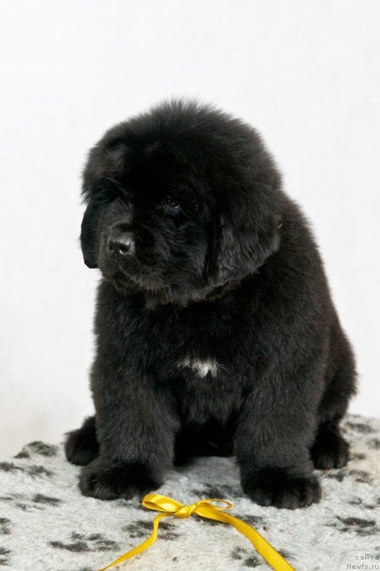 Фото: ньюфаундленд Океан Мечты Амбассадор (Okean Mechty Ambassador)