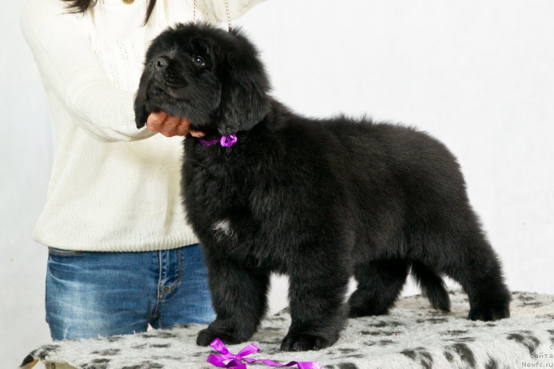 Фото: ньюфаундленд Океан Мечты Адреналин