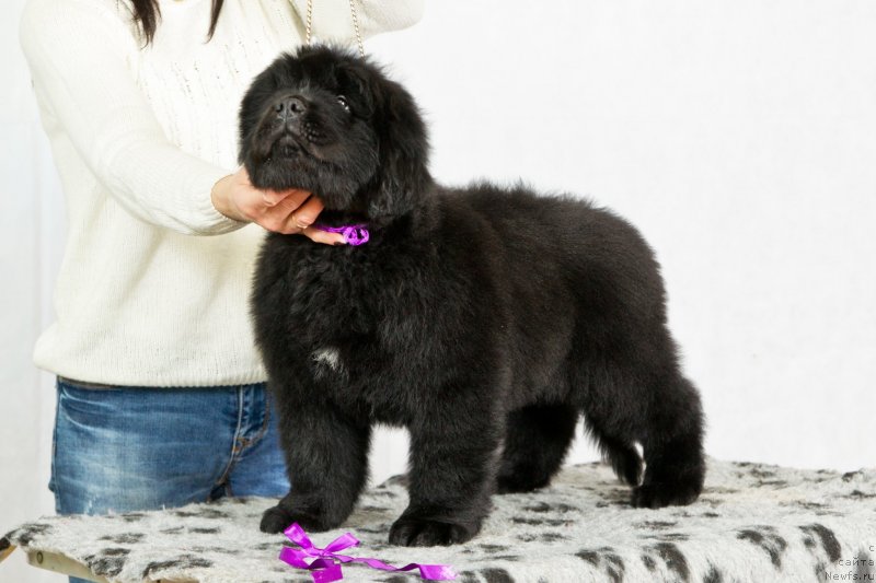 Фото: ньюфаундленд Океан Мечты Адреналин