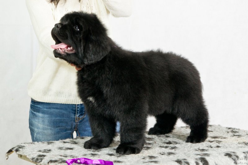 Фото: ньюфаундленд Океан Мечты Адреналин