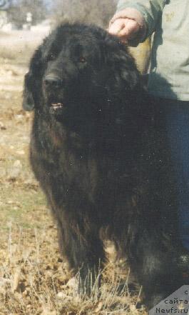 Фото: ньюфаундленд Айдана Бин-Бий