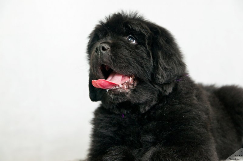 Фото: ньюфаундленд Океан Мечты Адреналин