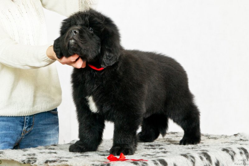 Фото: ньюфаундленд Океан Мечты Афина