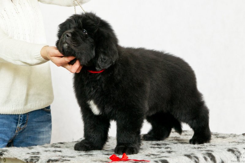 Фото: ньюфаундленд Океан Мечты Афина