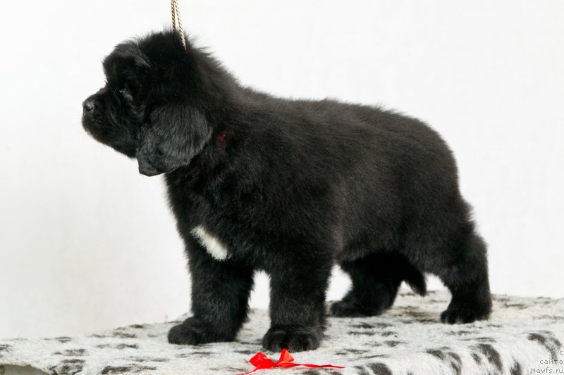 Фото: ньюфаундленд Океан Мечты Афина