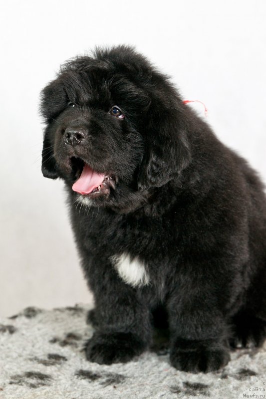 Фото: ньюфаундленд Океан Мечты Афина