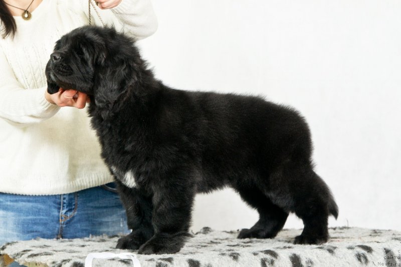 Фото: ньюфаундленд Океан Мечты Аква